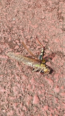 Locusta migratoria