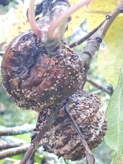 Monilinia fructigena