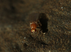 Suillia atricornis