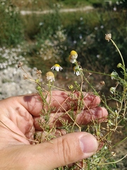 Matricaria tzvelevii