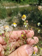 Matricaria tzvelevii