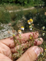 Matricaria tzvelevii