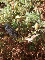 Calliptamus barbarus