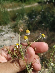 Matricaria tzvelevii