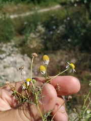 Matricaria tzvelevii