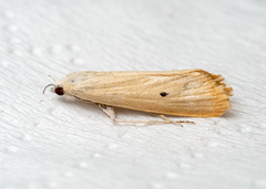 Scirpophaga incertulas