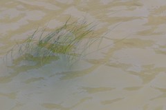 Zostera capensis