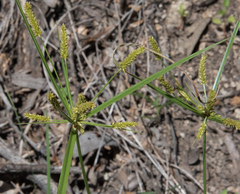 Cyperus mutisii
