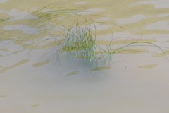 Zostera capensis