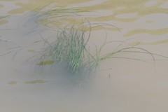 Zostera capensis