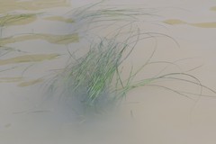 Zostera capensis