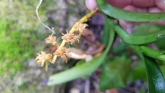 Tridactyle bicaudata bicaudata