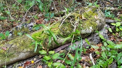 Tridactyle bicaudata bicaudata
