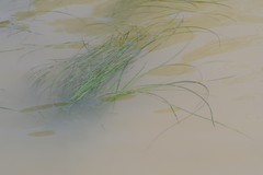 Zostera capensis