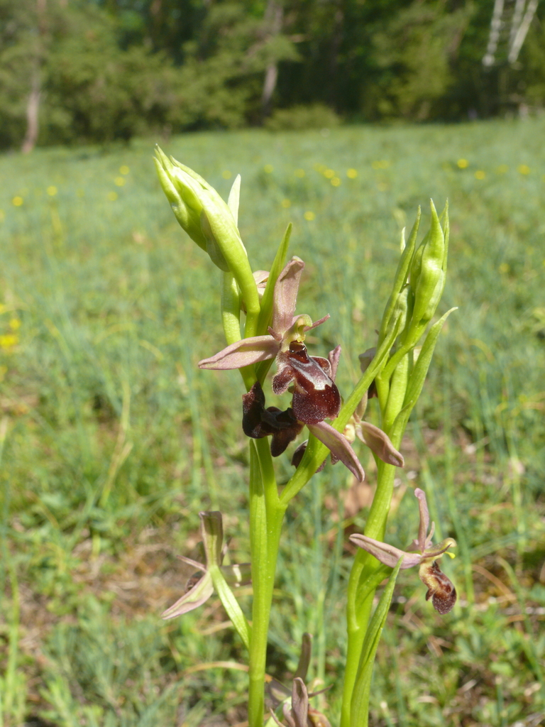 Ophrys × pietzschii