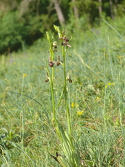 Ophrys × pietzschii