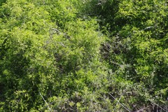 Azima tetracantha
