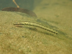 Stiphodon