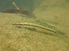 Stiphodon