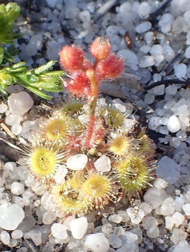 Drosera glanduligera