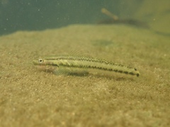 Stiphodon
