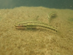 Stiphodon