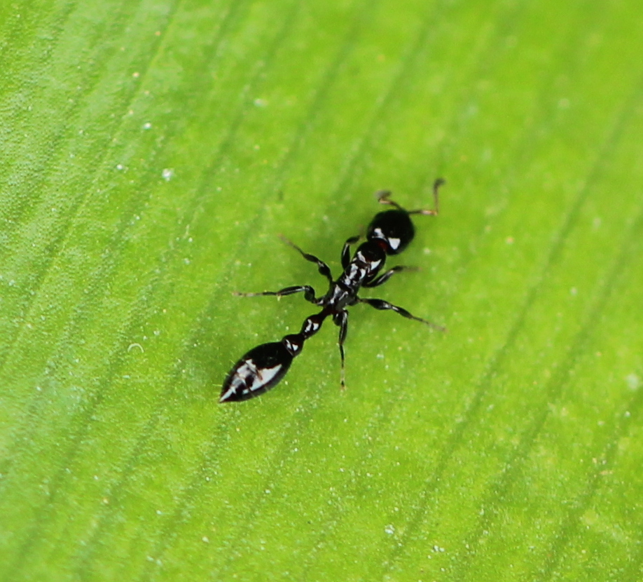 Tetraponera clypeata