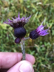 Cirsium rivulare