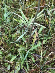 Cirsium rivulare