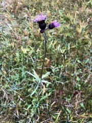 Cirsium rivulare