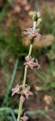 Aspidoglossum biflorum