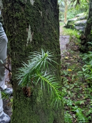 Cunninghamia lanceolata