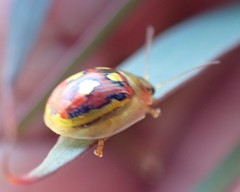 Paropsisterna nobilitata