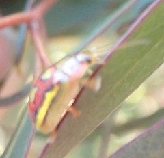 Paropsisterna nobilitata