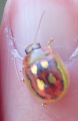 Paropsisterna nobilitata