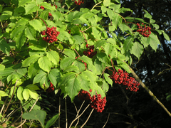 Sambucus williamsii