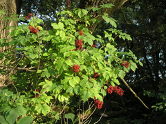 Sambucus williamsii