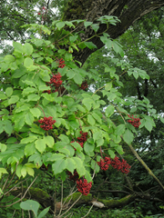 Sambucus williamsii