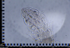 Eutardigrada