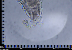 Eutardigrada