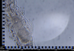 Eutardigrada