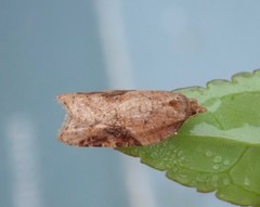 Acleris laterana