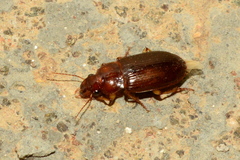 Boeomimetes