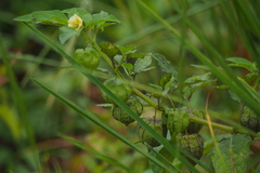 Physalis minima