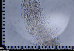 Eutardigrada