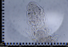Eutardigrada