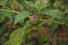 Physalis minima