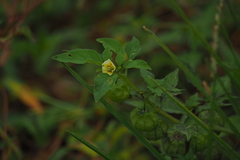 Physalis minima