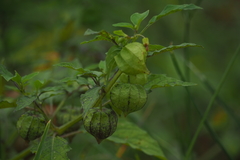 Physalis minima
