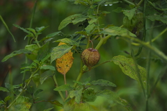 Physalis minima